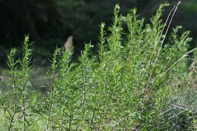 <i>Artemisia verlotiorum</i>