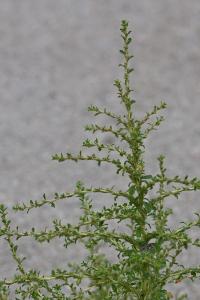 <i>Amaranthus albus</i>
