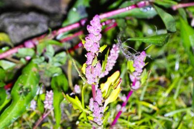 <i>Oxybasis rubra</i>