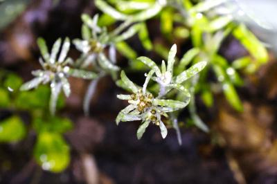 <i>Gnaphalium uliginosum</i>