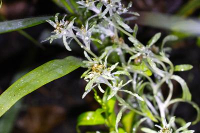 <i>Gnaphalium uliginosum</i>