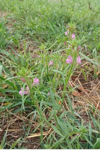 <i>Misopates orontium</i>