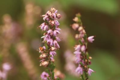 <i>Calluna vulgaris</i>