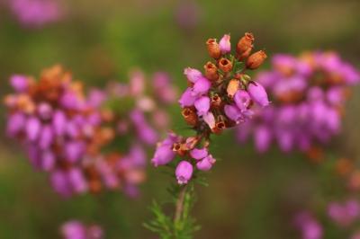 Erica cinerea