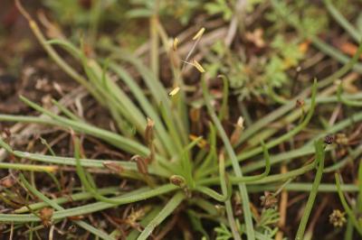 <i>Littorella uniflora</i>