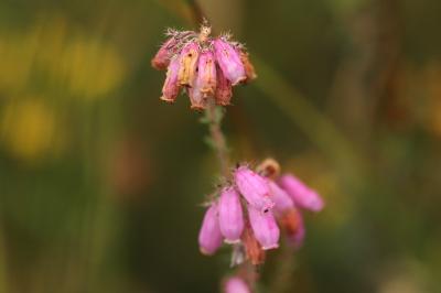 <i>Erica tetralix</i>