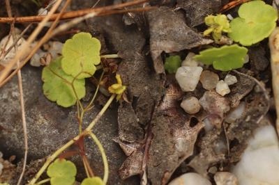 <i>Hydrocotyle vulgaris</i>