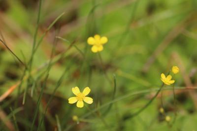 <i>Ranunculus flammula</i>