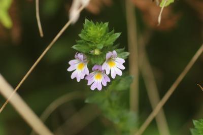 <i>Euphrasia stricta</i>