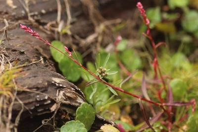 <i>Persicaria minor</i>