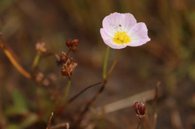 <i>Baldellia repens subsp. cavanillesii</i>