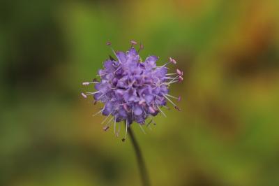 Succisa pratensis