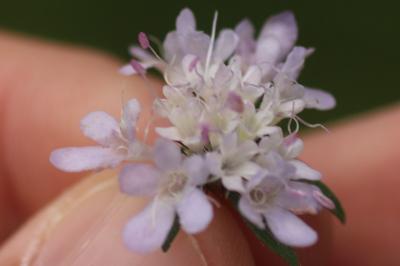 <i>Scabiosa columbaria</i>