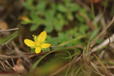 <i>Hypericum humifusum</i>