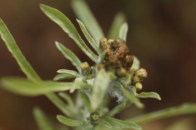 Gnaphalium uliginosum
