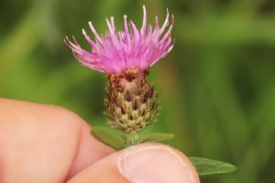 Centaurea decipiens