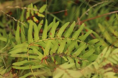 Osmunda regalis