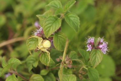 <i>Mentha arvensis</i>