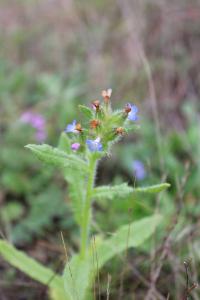 <i>Lycopsis arvensis</i>
