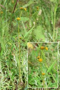 <i>Bidens radiata</i>