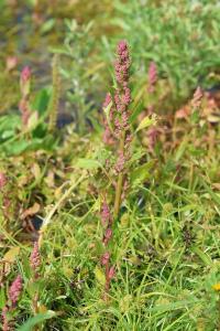 <i>Oxybasis rubra</i>