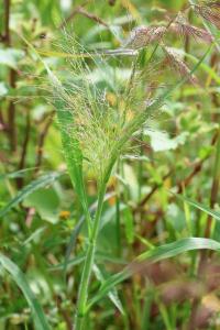 <i>Panicum capillare</i>