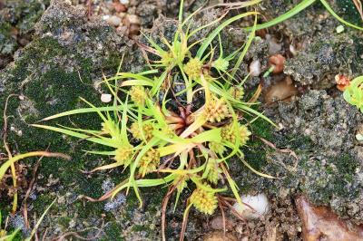 <i>Cyperus michelianus</i>