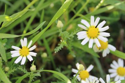 <i>Cladanthus mixtus</i>