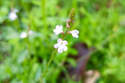 Verbena officinalis