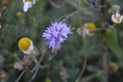 <i>Cyanus segetum</i>