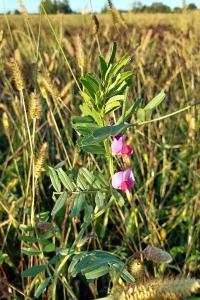 <i>Vicia sativa</i>