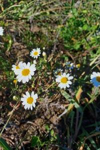<i>Cladanthus mixtus</i>