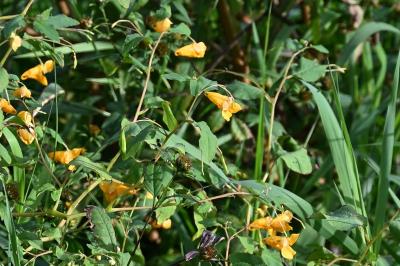 <i>Impatiens capensis</i>
