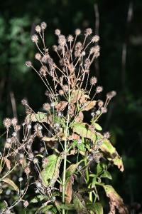 <i>Dipsacus pilosus</i>