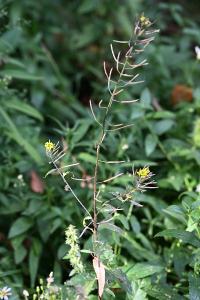 <i>Erysimum cheiranthoides</i>