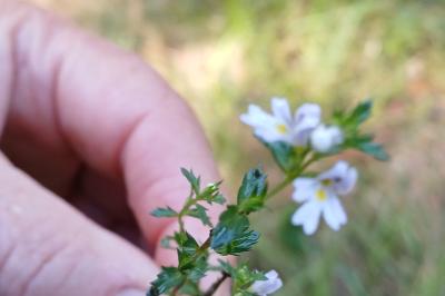 <i>Euphrasia stricta</i>