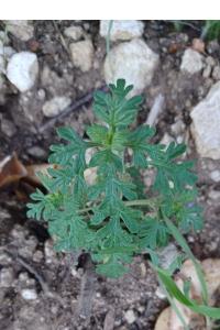 <i>Teucrium botrys</i>