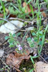 <i>Teucrium botrys</i>