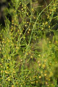 <i>Asparagus officinalis</i>