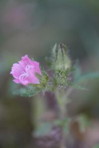 <i>Malva setigera</i>
