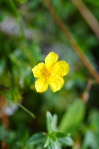 <i>Helianthemum nummularium</i>