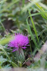 <i>Cirsium acaulon</i>