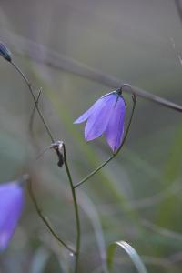 <i>Campanula rotundifolia</i>