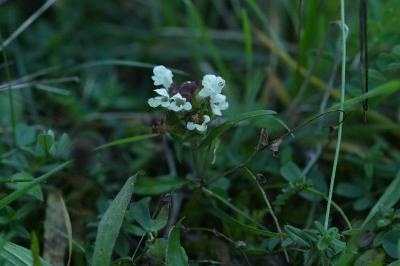 <i>Prunella laciniata</i>