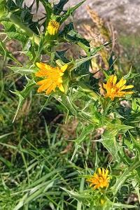 <i>Scolymus hispanicus</i>
