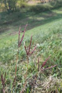 <i>Bothriochloa ischaemum</i>