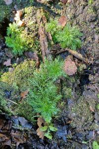<i>Hottonia palustris</i>