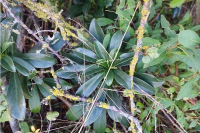 <i>Daphne laureola</i>
