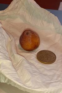 <i>Cormus domestica</i>