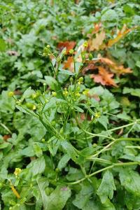 <i>Ranunculus sceleratus</i>